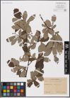 Foto von Salix aurita L. x Salix grandifolia Ser.